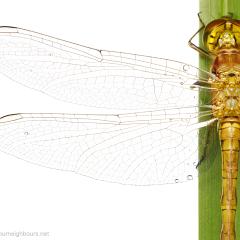 MYN Common Darter 4 